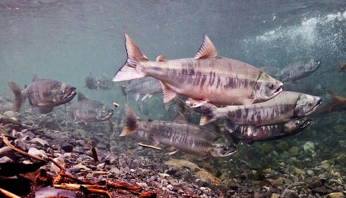 Jenis-jenis Ikan Salmon