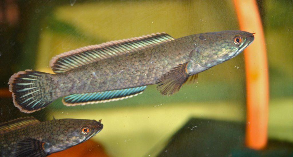 Cara Meningkatkan Warna Ikan Channa Limbata