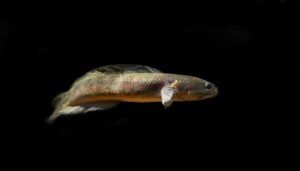 Channa Asiatica