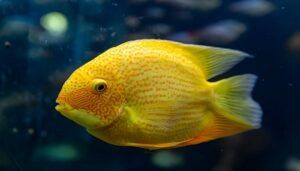 Ikan Severum