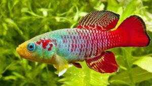 Killifish Guentheri