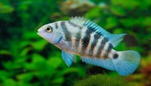 Convict Cichlid