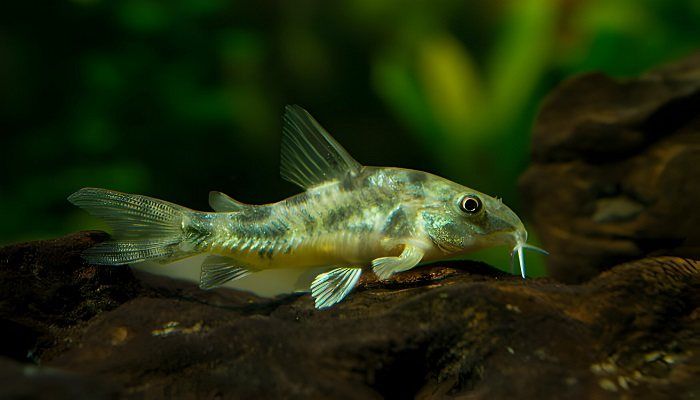 Corydoras Paleatus
