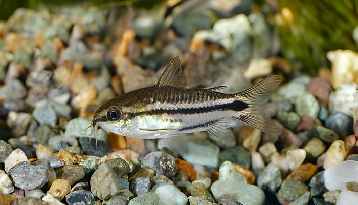 Corydoras Pygmy