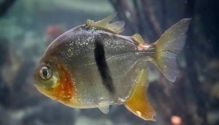 Ikan Pacu